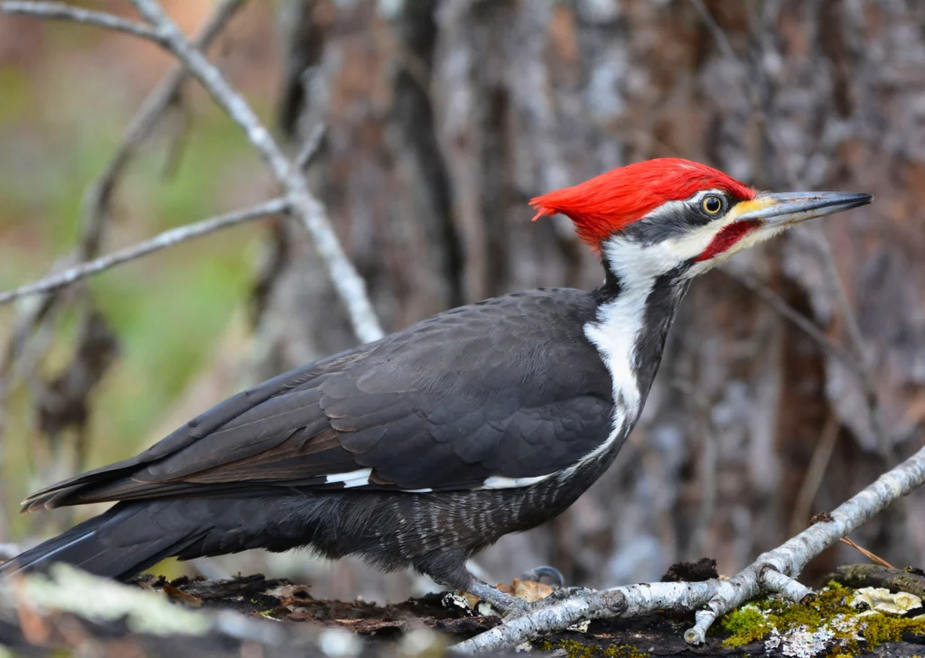 Spot a Pileated Woodpecker on the Glen Falls Chattanooga trail. Spot a Pileated Woodpecker on the Glen Falls Chattanooga trail.